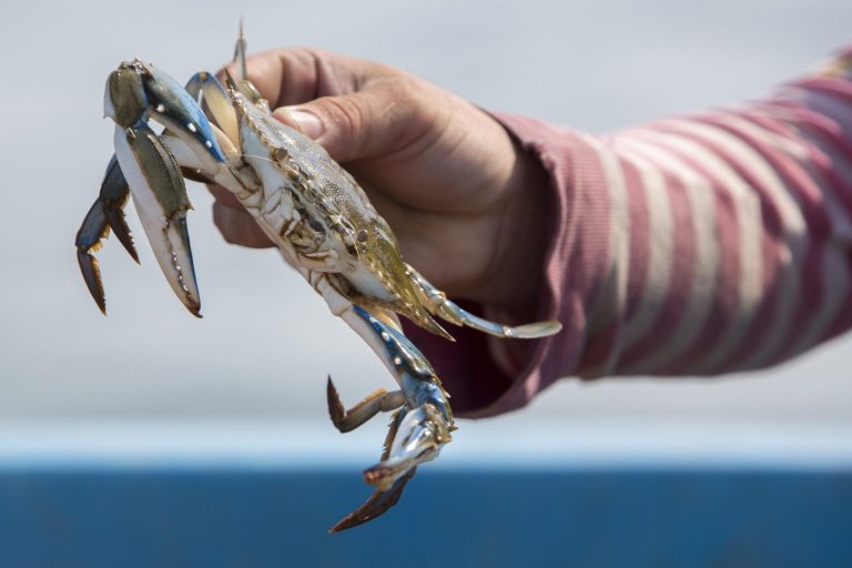 The local cultural and mythological significance of blue crabs