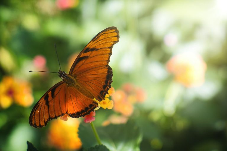 The Secret of the Immutable Nature of Living Species